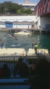 イチゴ狩りと水族館