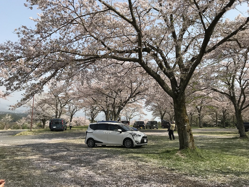 大石寺のお花見にいってまいりました。