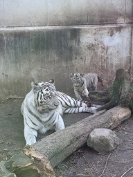 伊豆の小さな旅