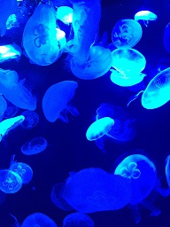 サンシャイン水族館