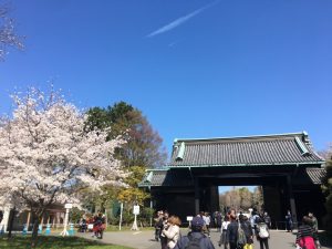 皇居乾通りの桜