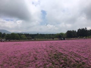 富士芝桜まつり2019