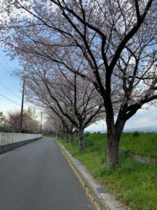 満開の桜