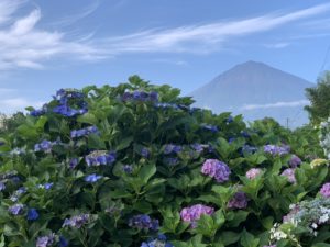 富士山と紫陽花