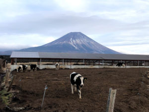 朝霧牧場ロード散策