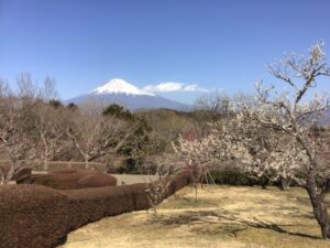 かぐや岩本山カフェと梅