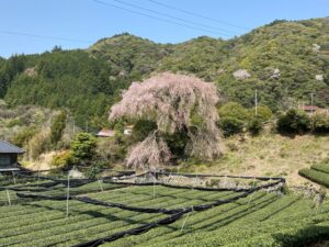 栃沢の枝垂れ桜