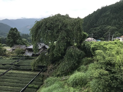 静岡市葵区栃沢のしだれ桜