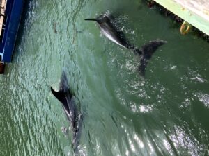 下田海中水族館