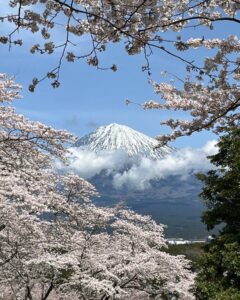 大石寺へお花見に！