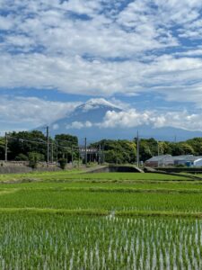 田植えと富士山