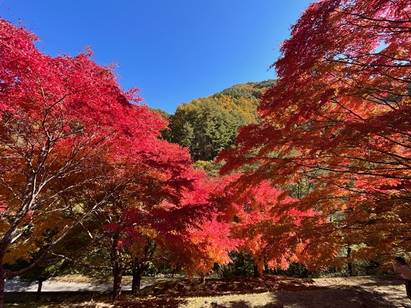 紅葉