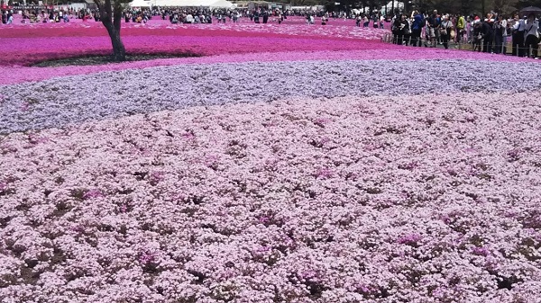 花見の季節が来ました