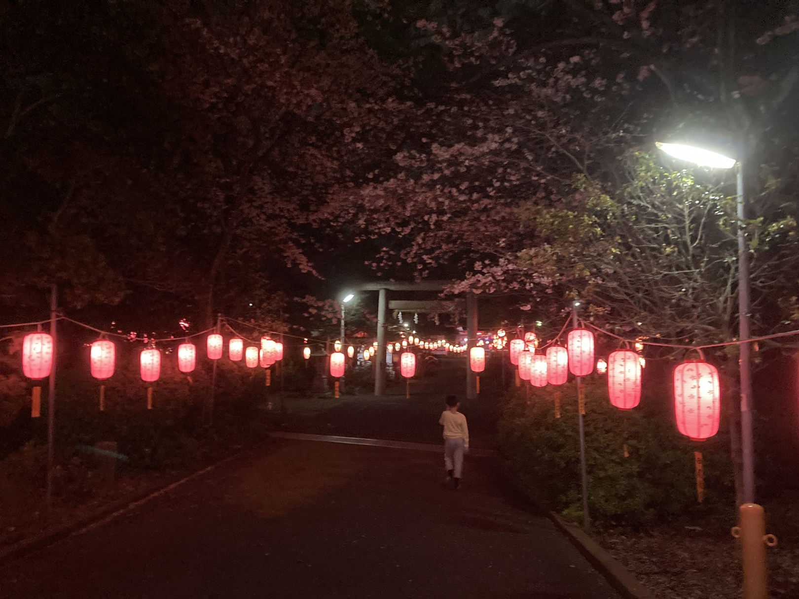 夜桜散歩
