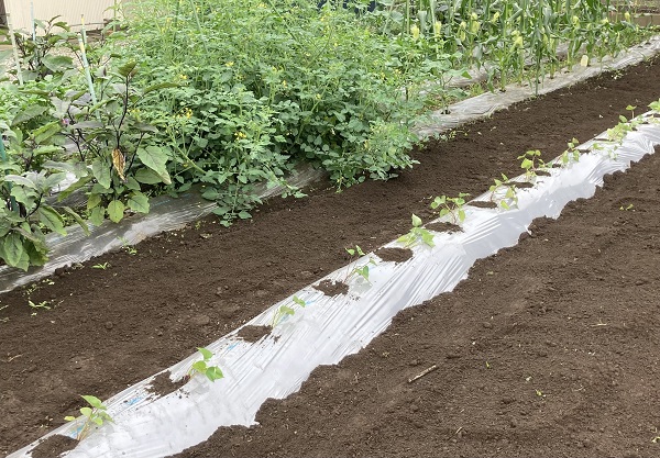 野菜の成長