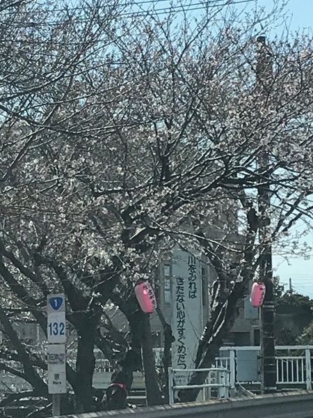 一号線沿いの桜