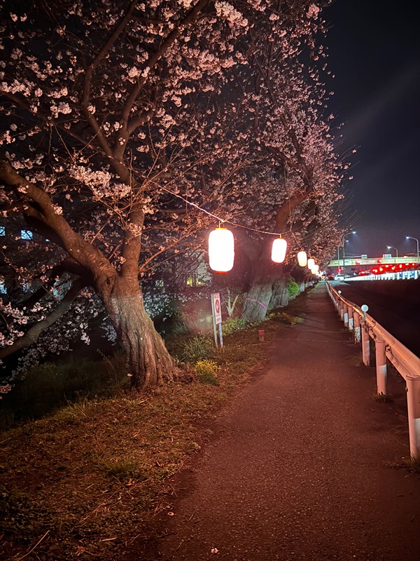 白隠桜まつり